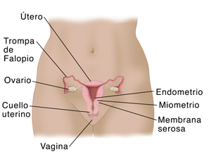 Vista frontal de la pelvis de una mujer, donde se observa un corte transversal del útero, de los ovarios, del cuello uterino, de la vagina y de las trompas de Falopio.