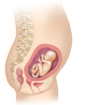 Side view of female body showing reproductive system and 5 month fetus.